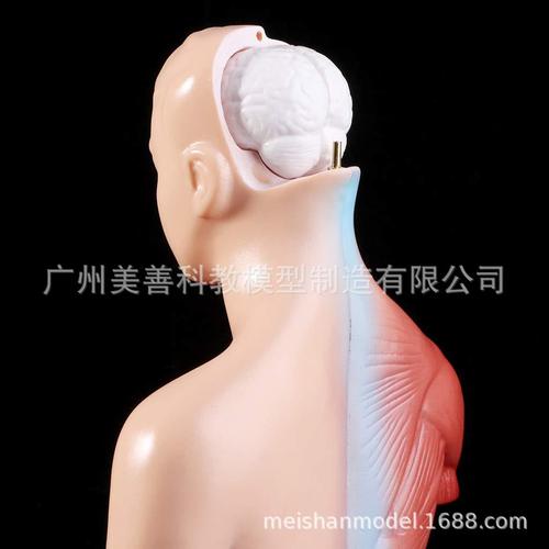 人体模型 26cm躯干解剖内脏可拆 医学教具骨骼 儿童益智玩具 28cm