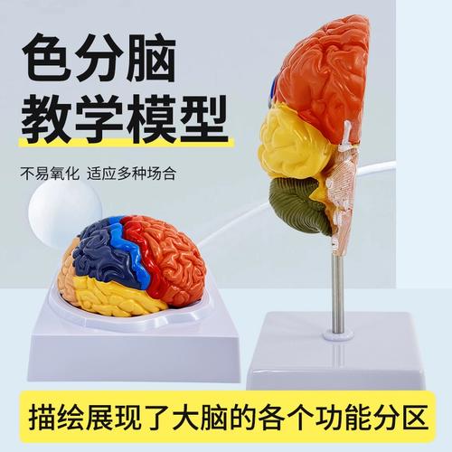 教学仿真脑模型脑分区功能分区脑皮质标本彩色脑模型大脑皮层教具